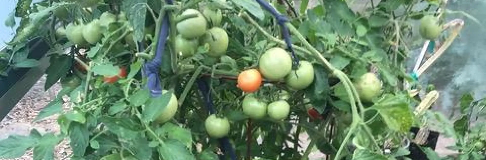Tomato plants