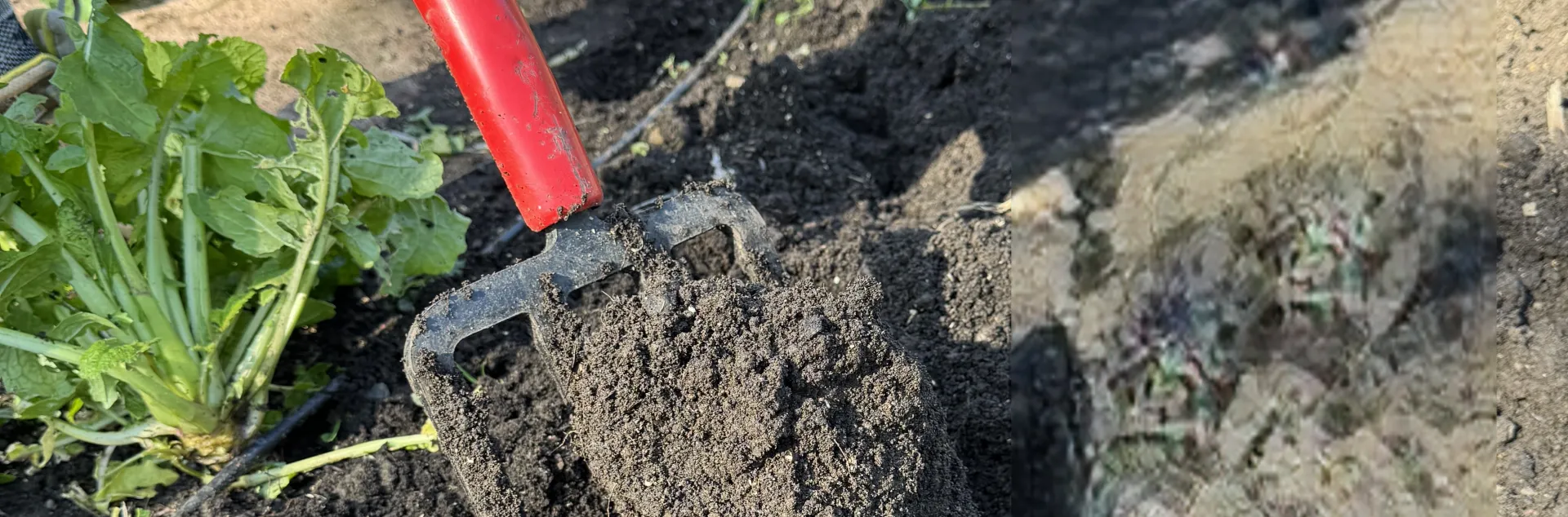 clay soil