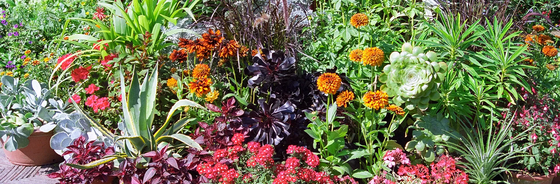 A colorful collection of plants in pots of various sized arranged on a patio