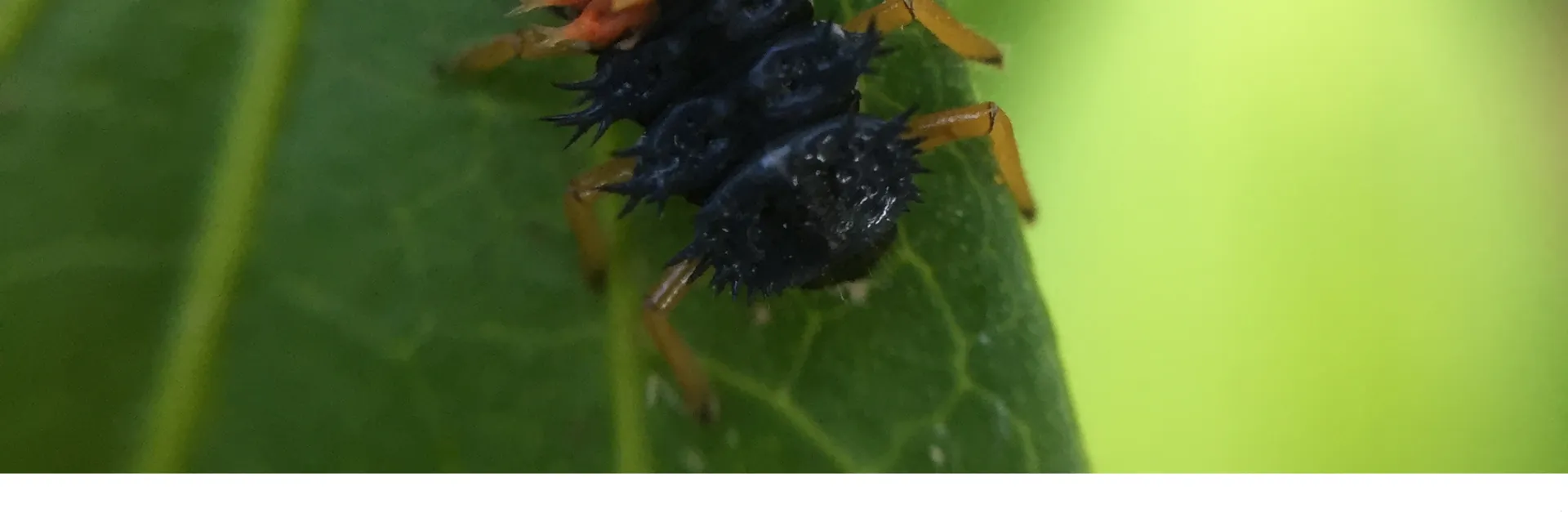 lady beetle larvae crawling on a leaf