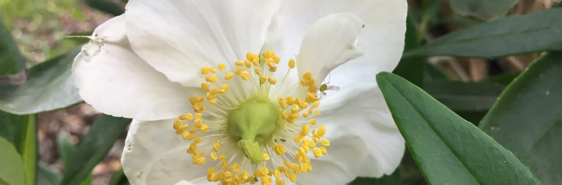 white flower with lots of yellow stamens called Carpenteria californica