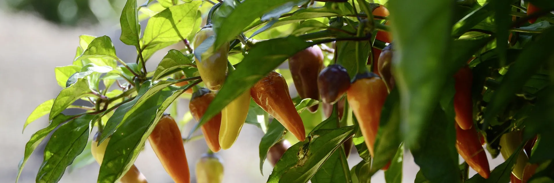 Peppers on a plant