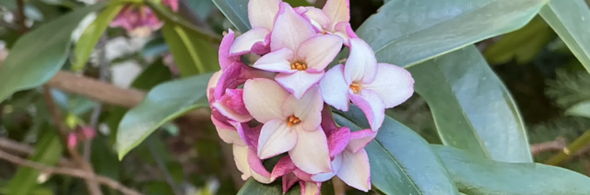 pink four-petaled blossom bunch on long dark green leaves
