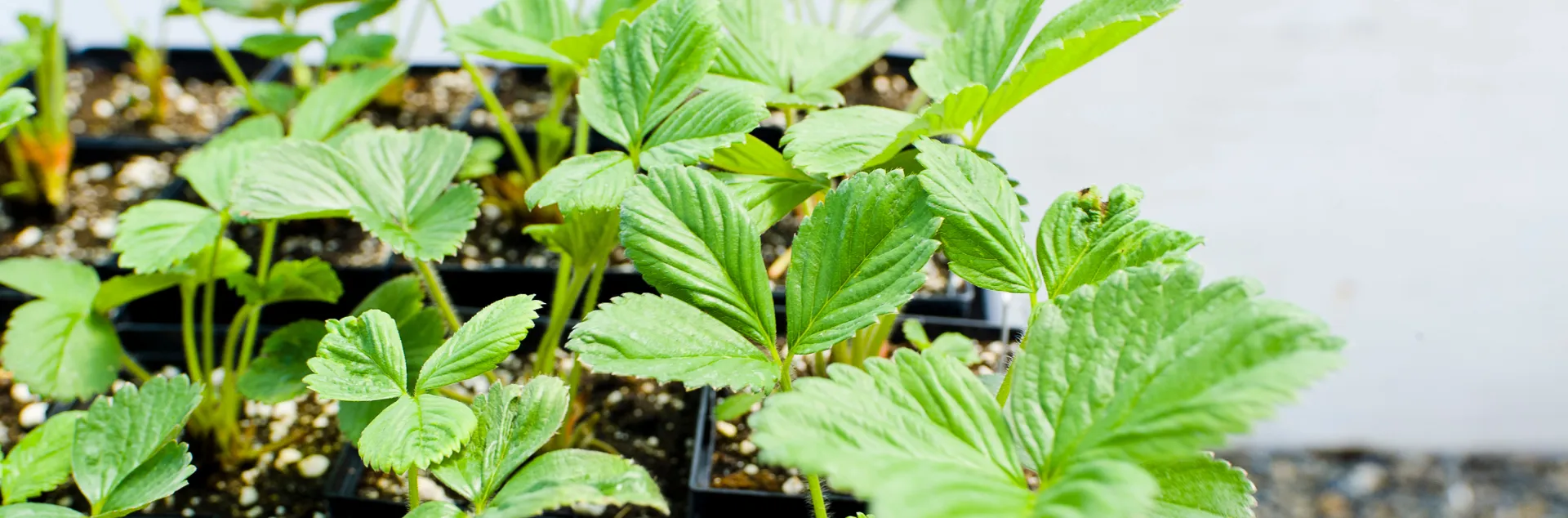 strawberry seedlings