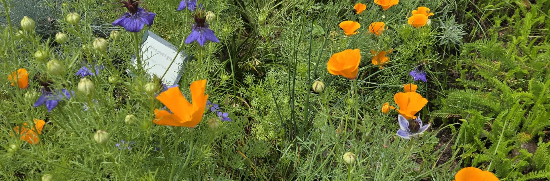 California Poppies and Nigella in Central Park Gardens of Davis. Photo by Paula Haley