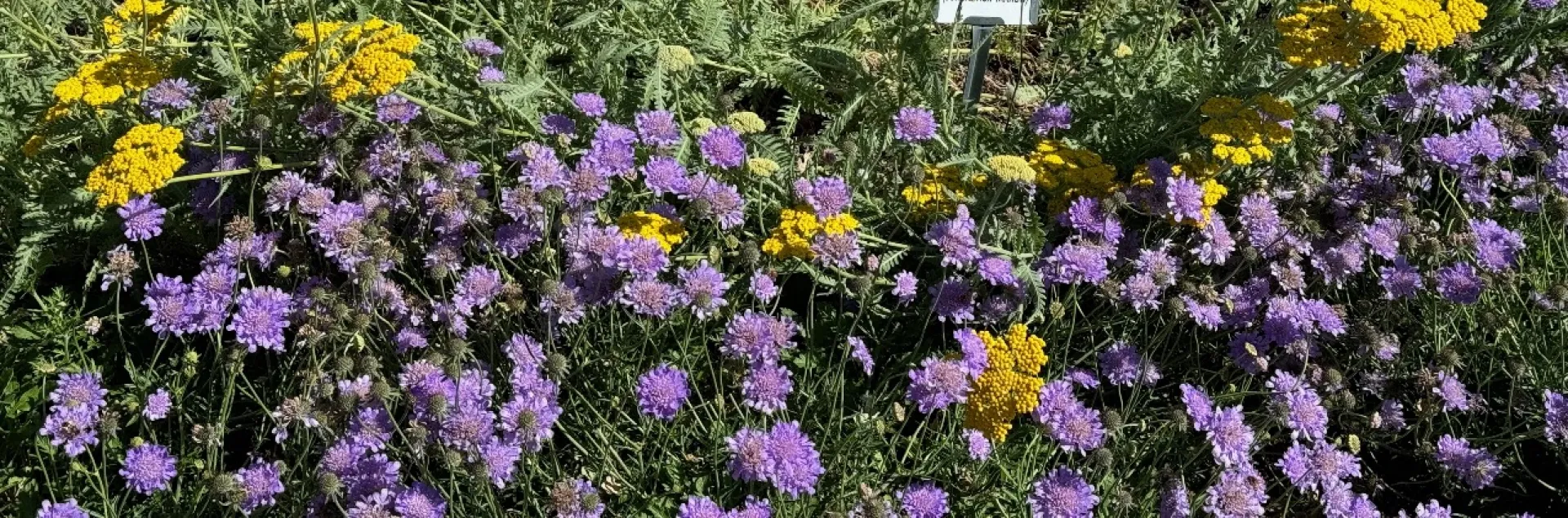 Achillea 'Coronation' and purple Pincushion flowers bloom in the Demo Garden. Laura Kling