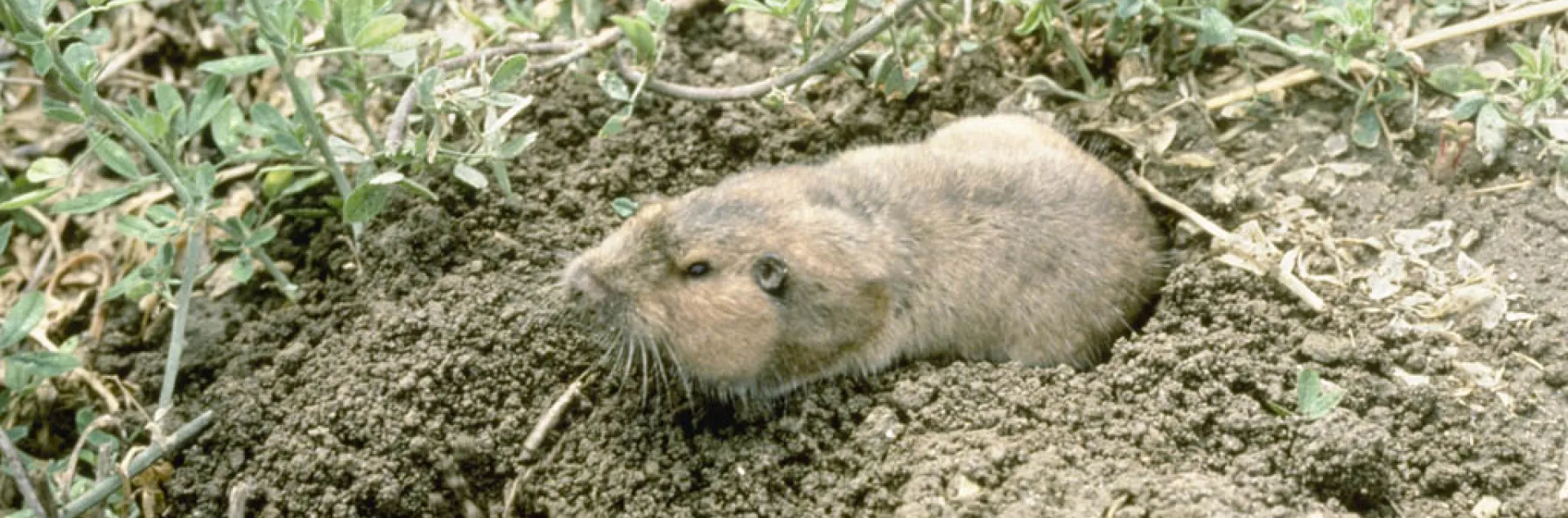 Adult pocket gopher. UC IPM Program