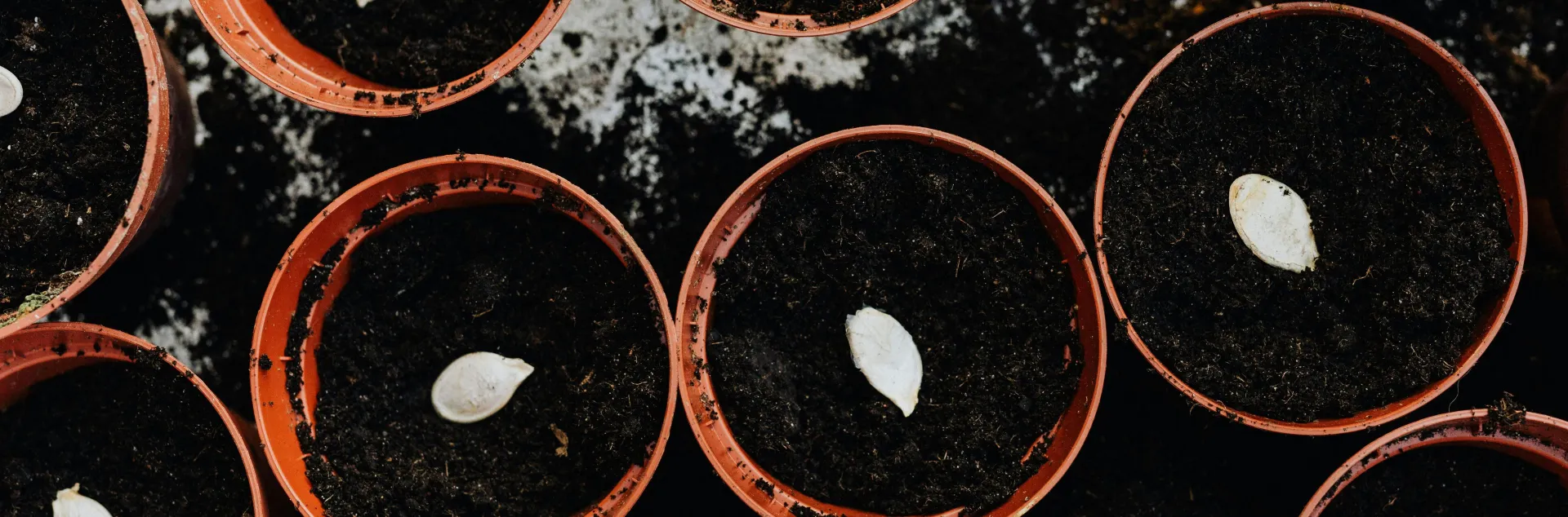 Small plant pots filled with soil and a pumpkin seed.