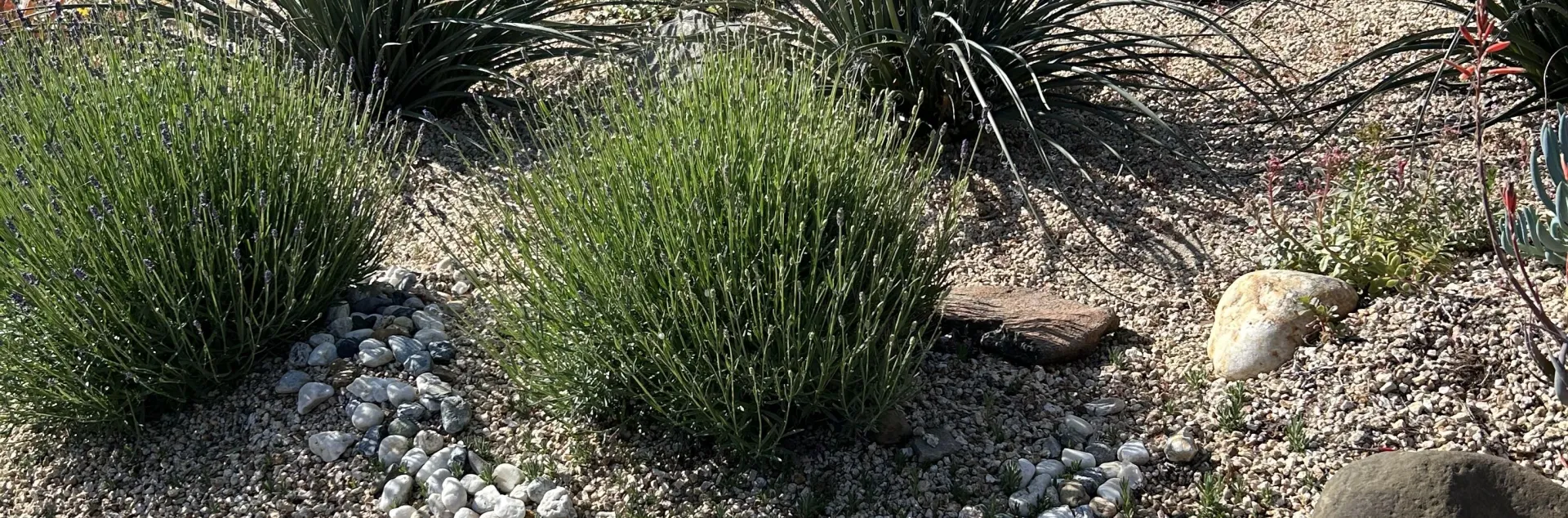 Large, drought resistant shrubs planted in rocks.