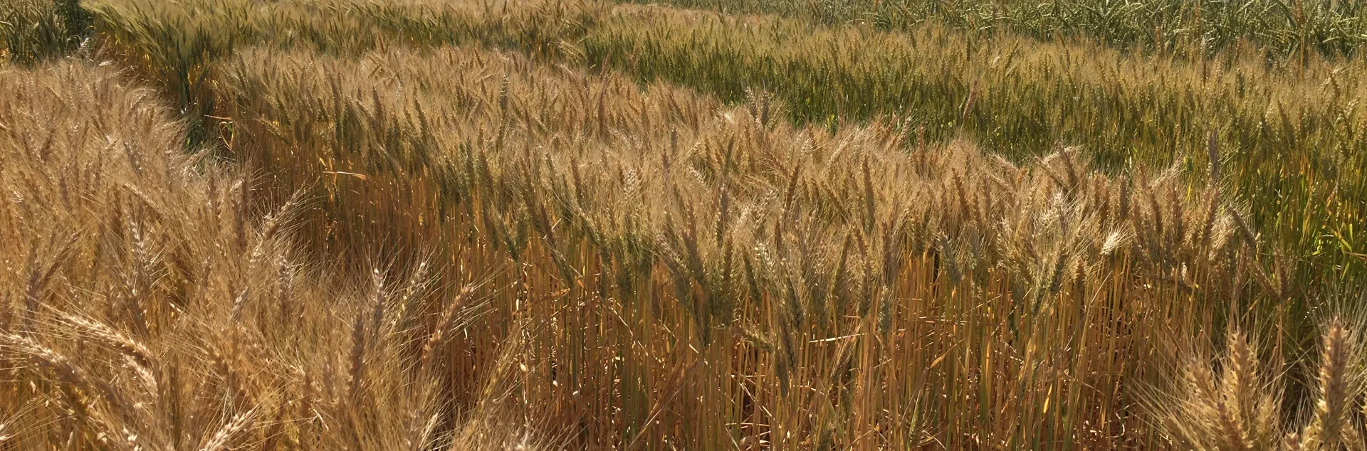 Mature wheat plants growing in a field