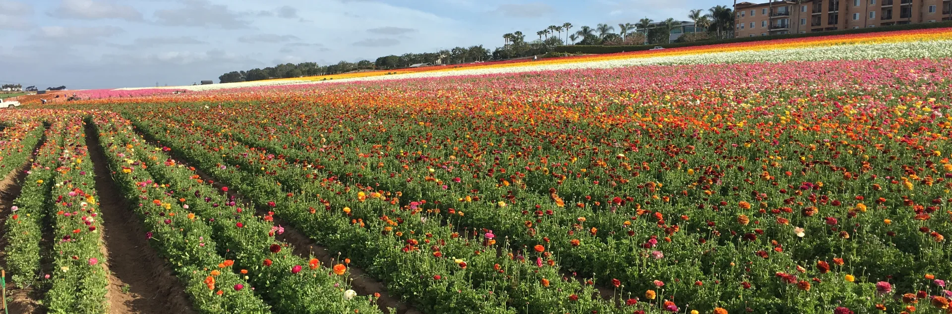The ranunculus fields in Carlsbad