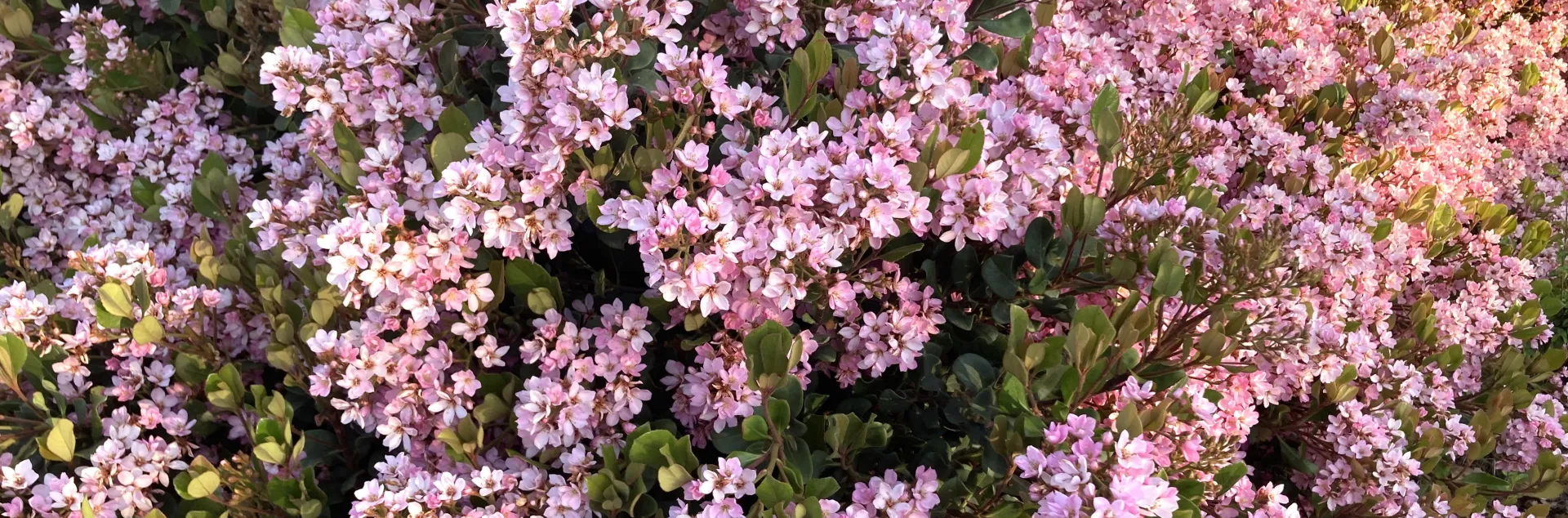 Bush of small pink flowers - Indian Hawthorn