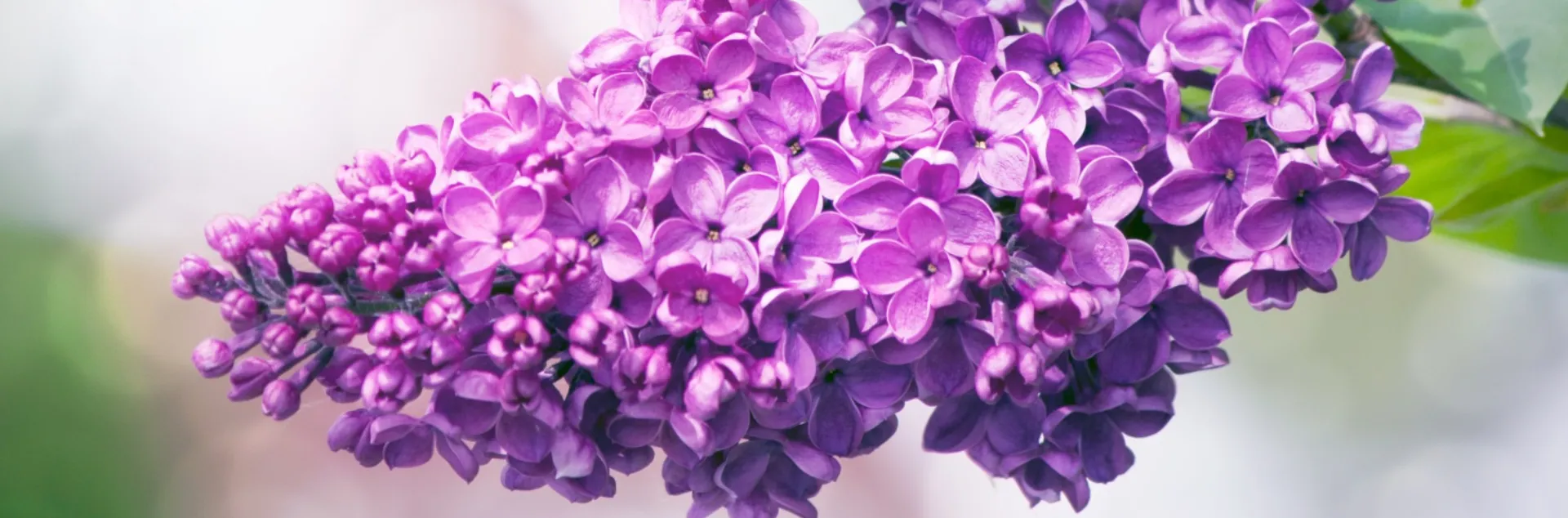 Lilac flower bunch