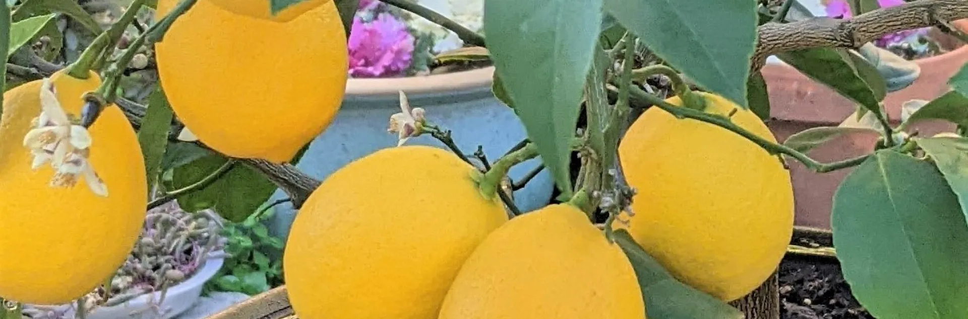 Meyer lemon plant