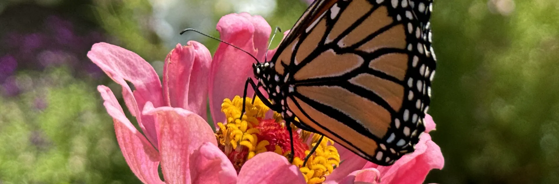 Monarch butterfly resting in the center of a pink flower.