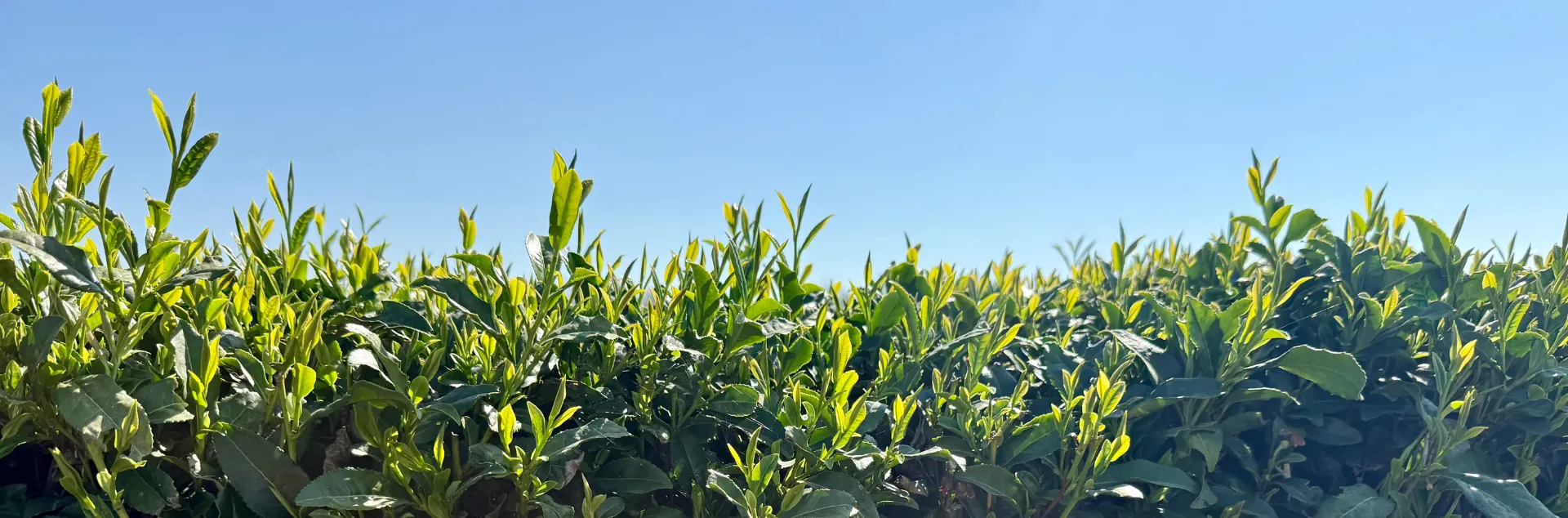 Tea growing in the bright sun