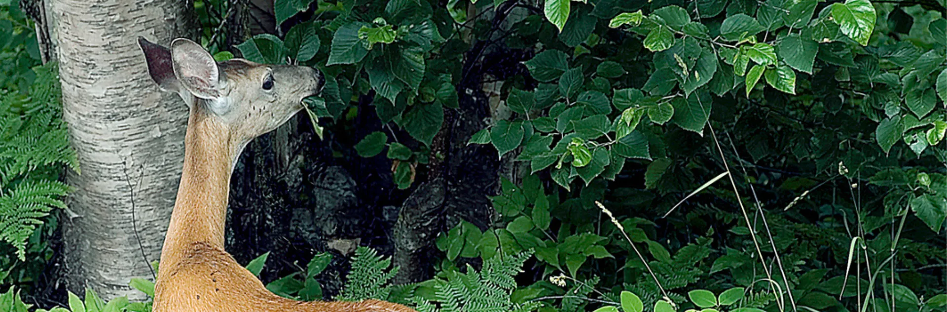 Deer browsing on a tree