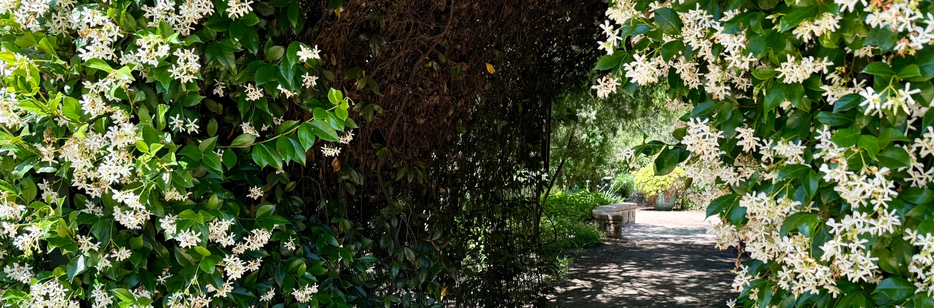 White flowers over an arch
