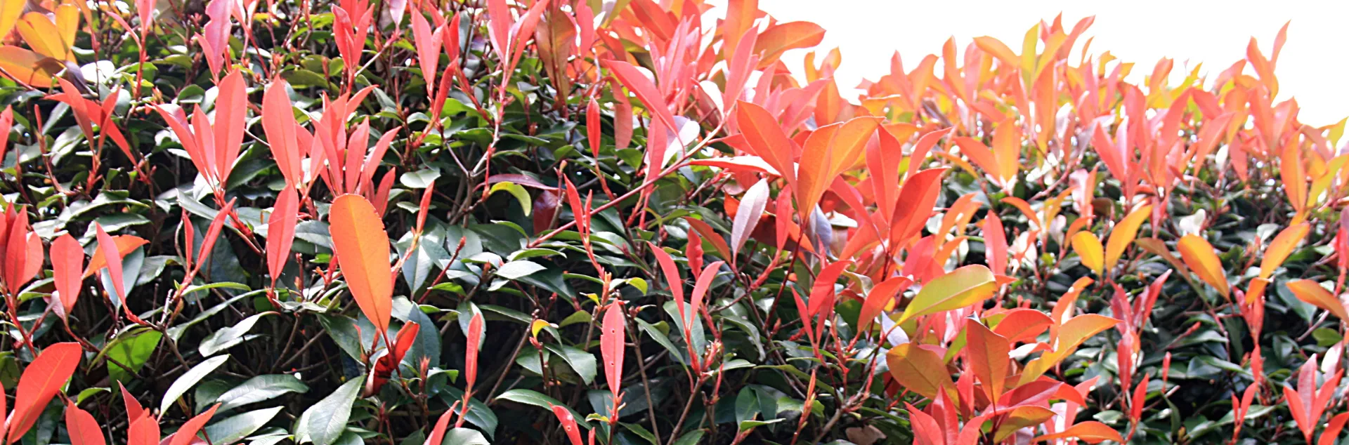 New red leaves on a photinia plant