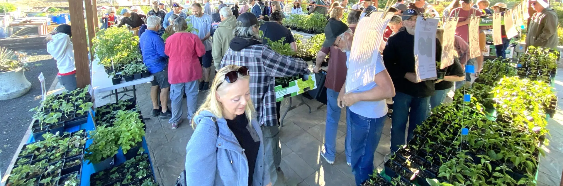 Plant sale customers milling between tables of vegetable plant starts under a pergola.