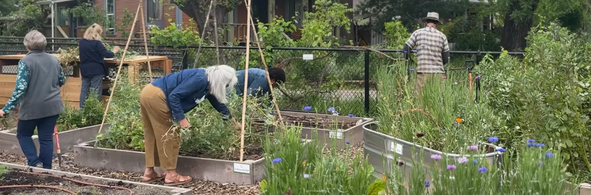 Group of volunteers working in the garden