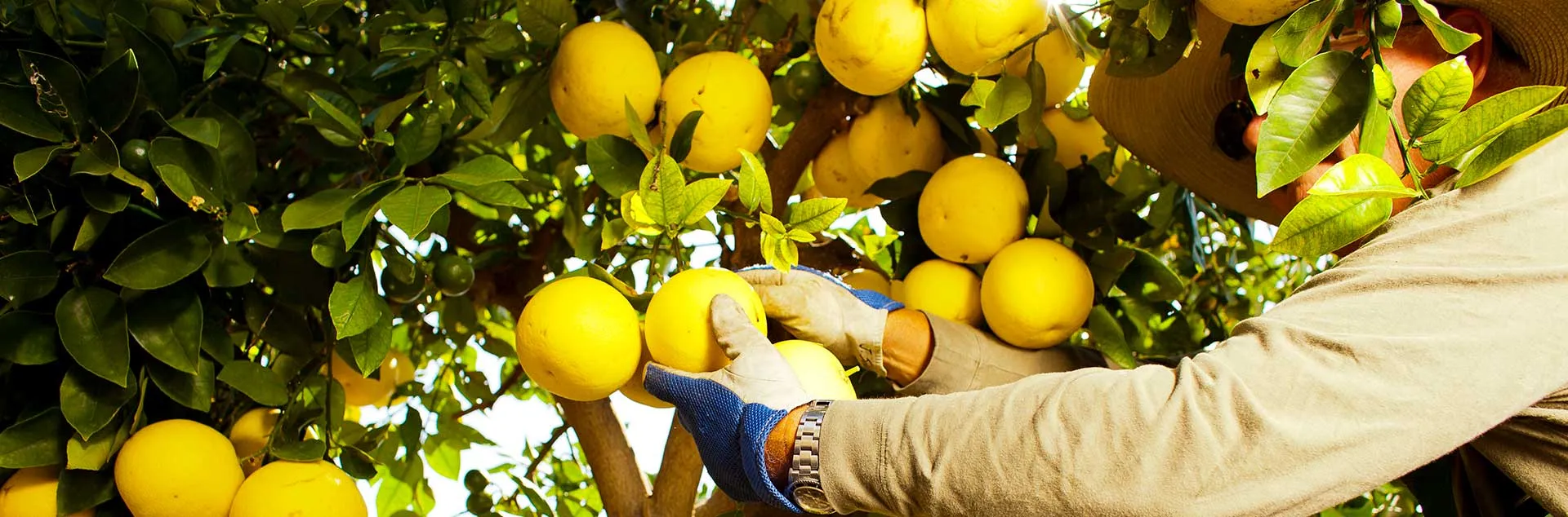 Citrus Fruit Tree