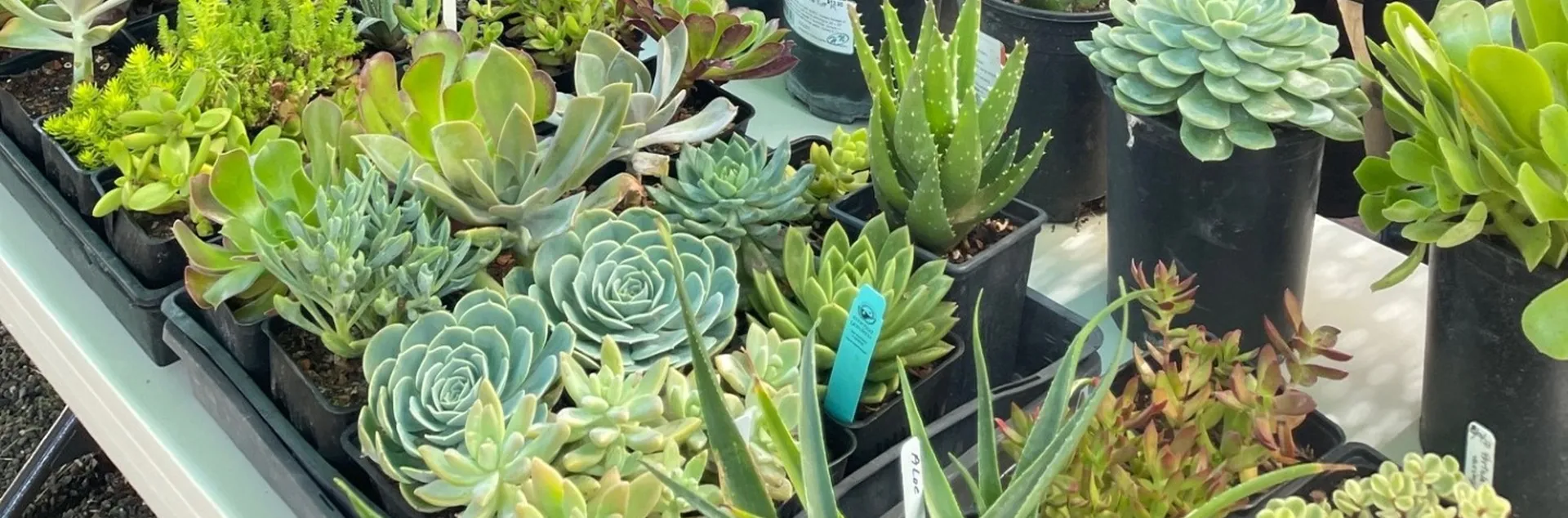 Succulents