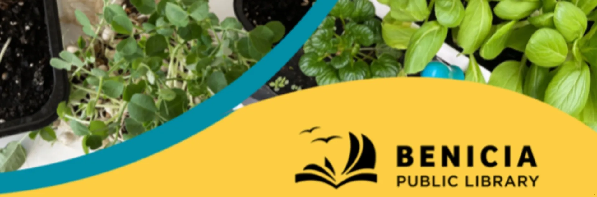 Growing an HERB Garden