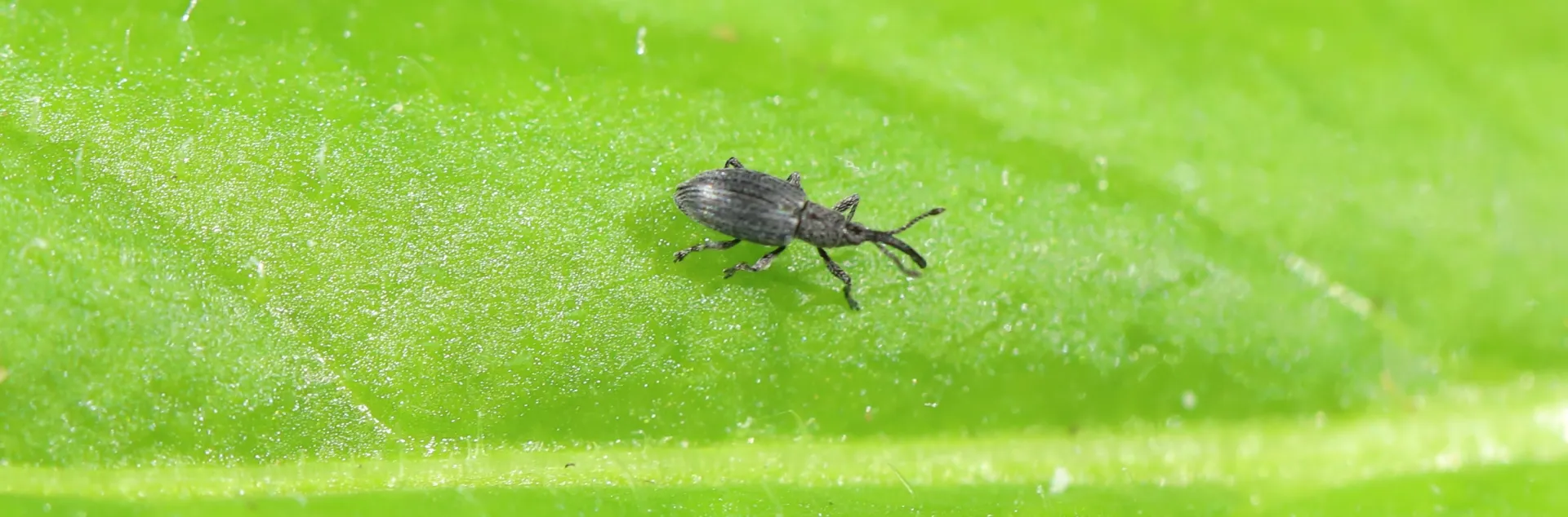 A small grey beetle with a long snout that curves downward standing on a green yellow starthistle leaf.