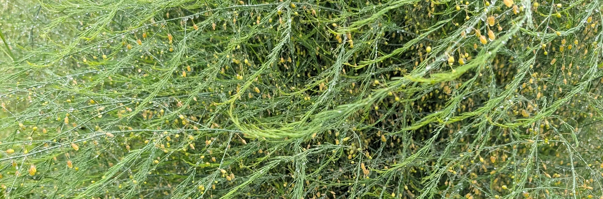 asparagus growing tips for home gardeners in Northern California