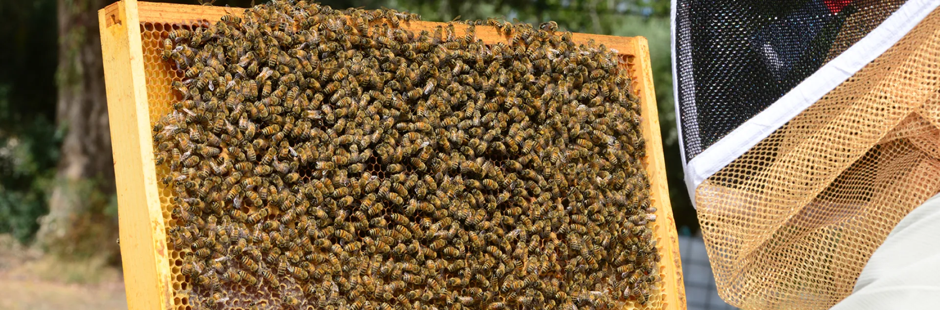 Beekeeper looking at frame of bees.