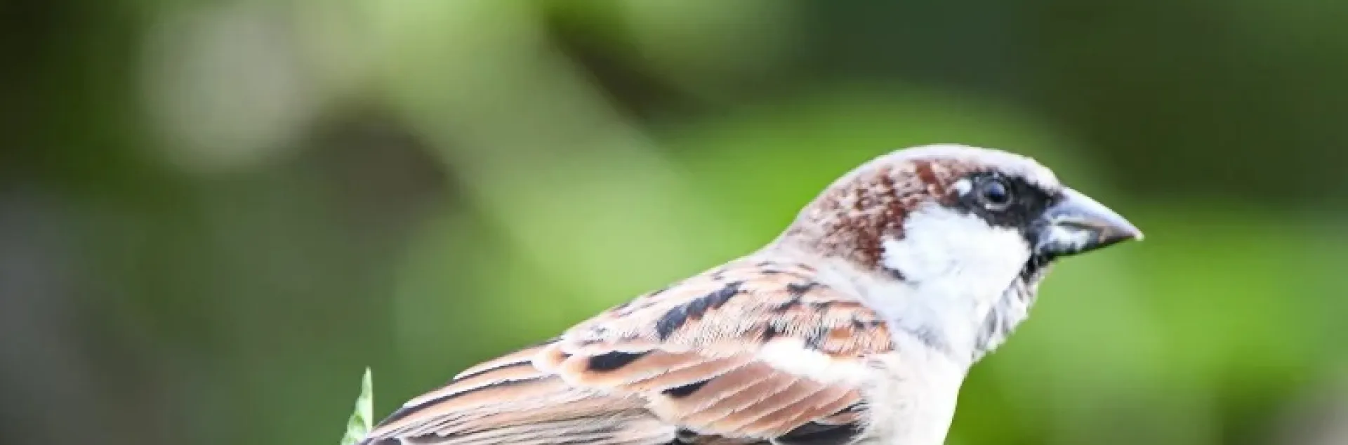 close-up view of a brown and white songbird on a branch with a distant green background