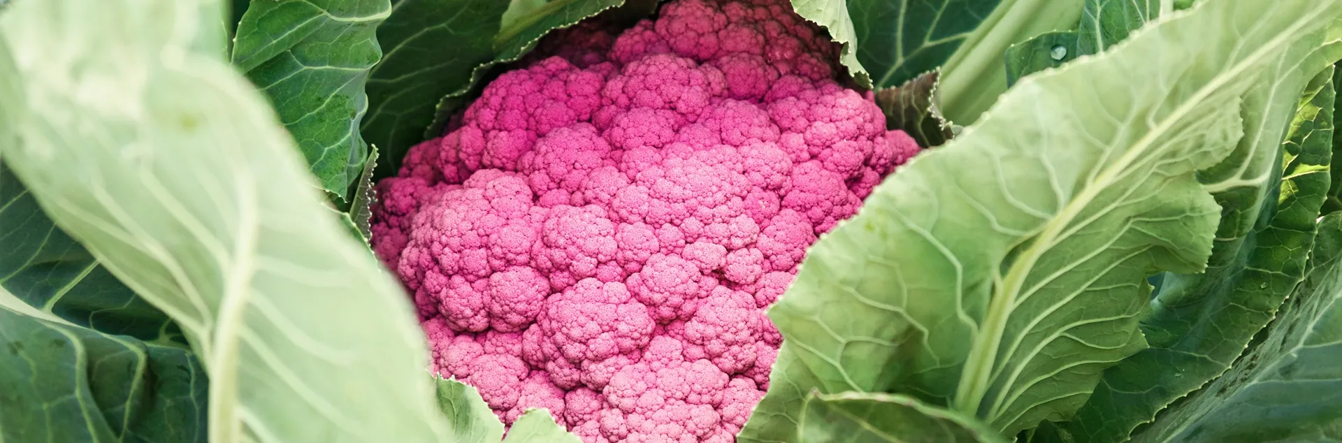 Expert tips to grow cauliflower in Sonoma County home gardens