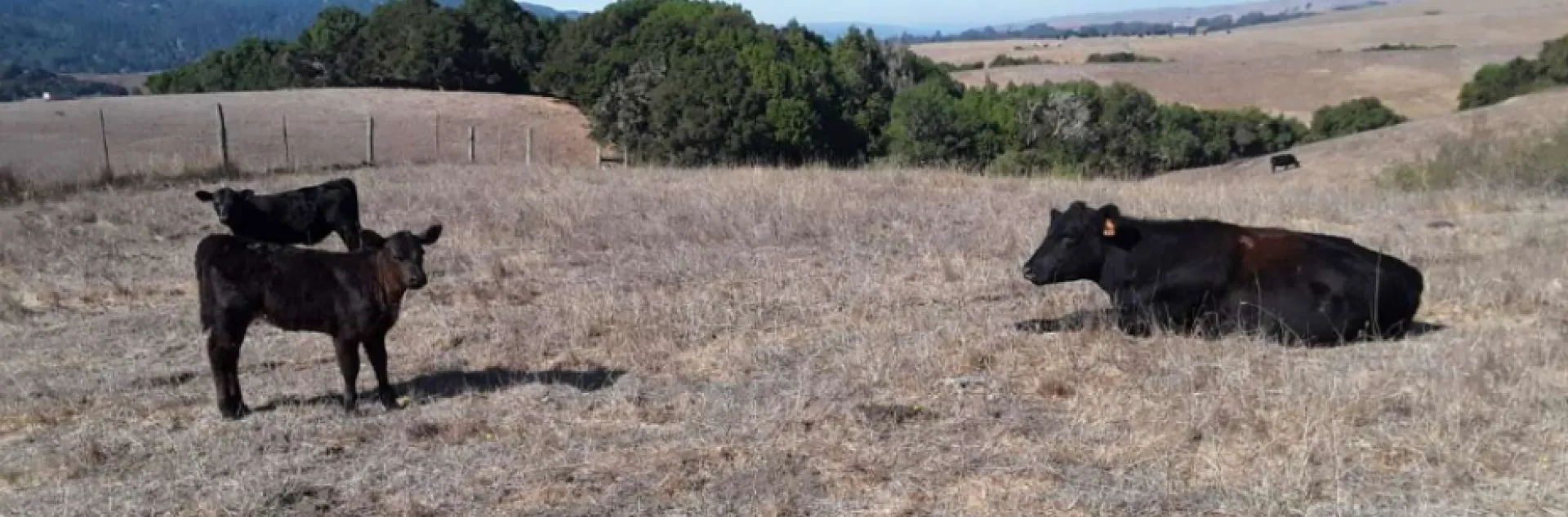 cows grazing on a dry field