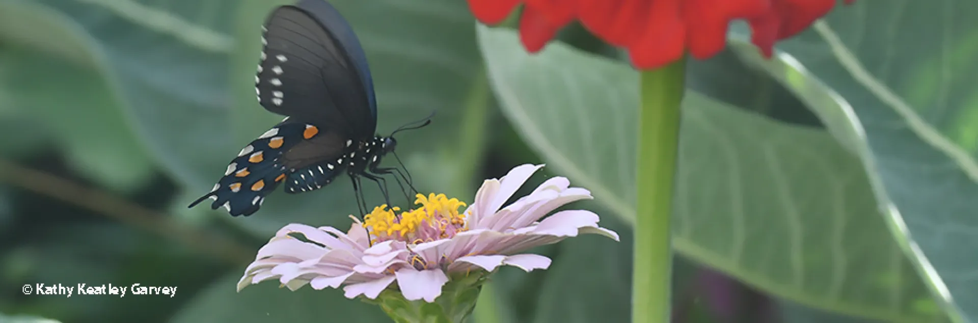 A pipevine swallowtail in a Vacaville garden. (Photo by Kathy Keatley Garvey)