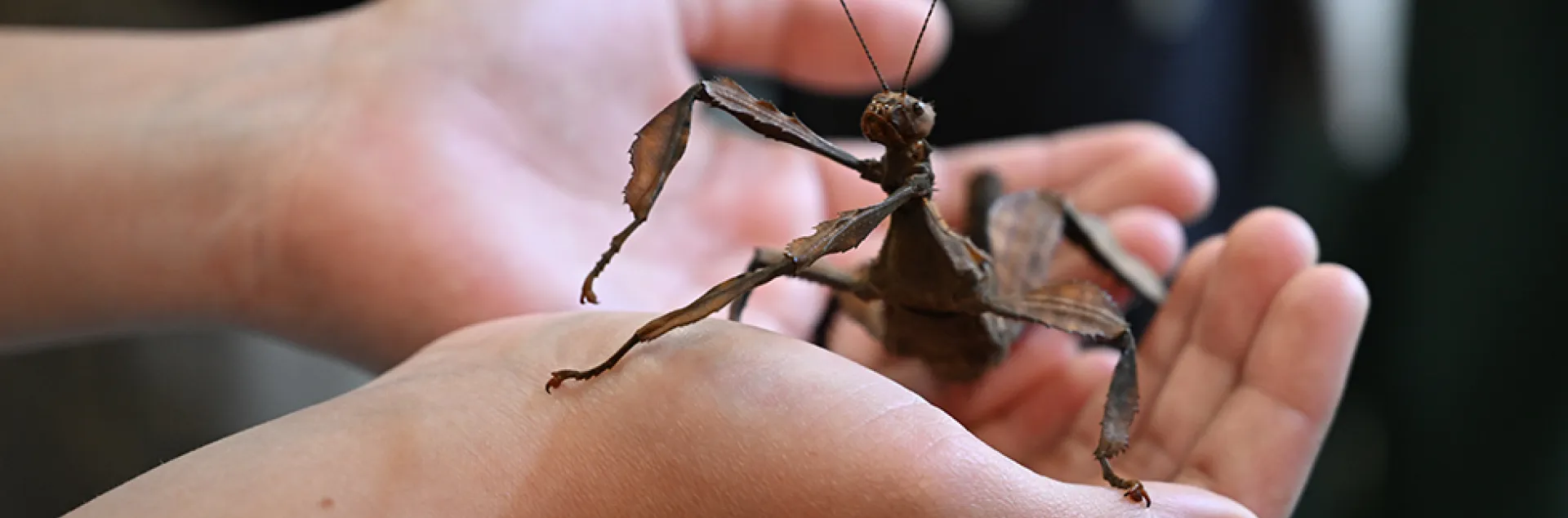 A child holding a stick insect at Bohart Museum of Entomology.