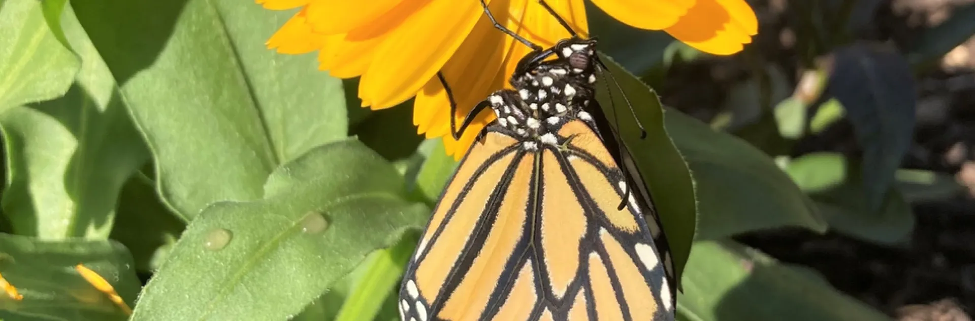 monarch butterfly on a calendula flower