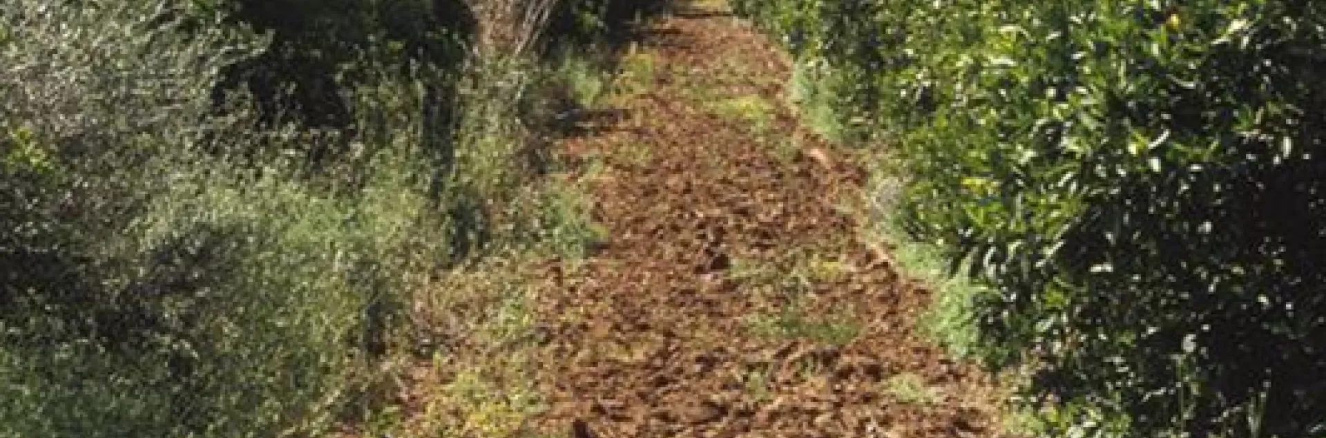 mulched pathway in a fruit tree orchard