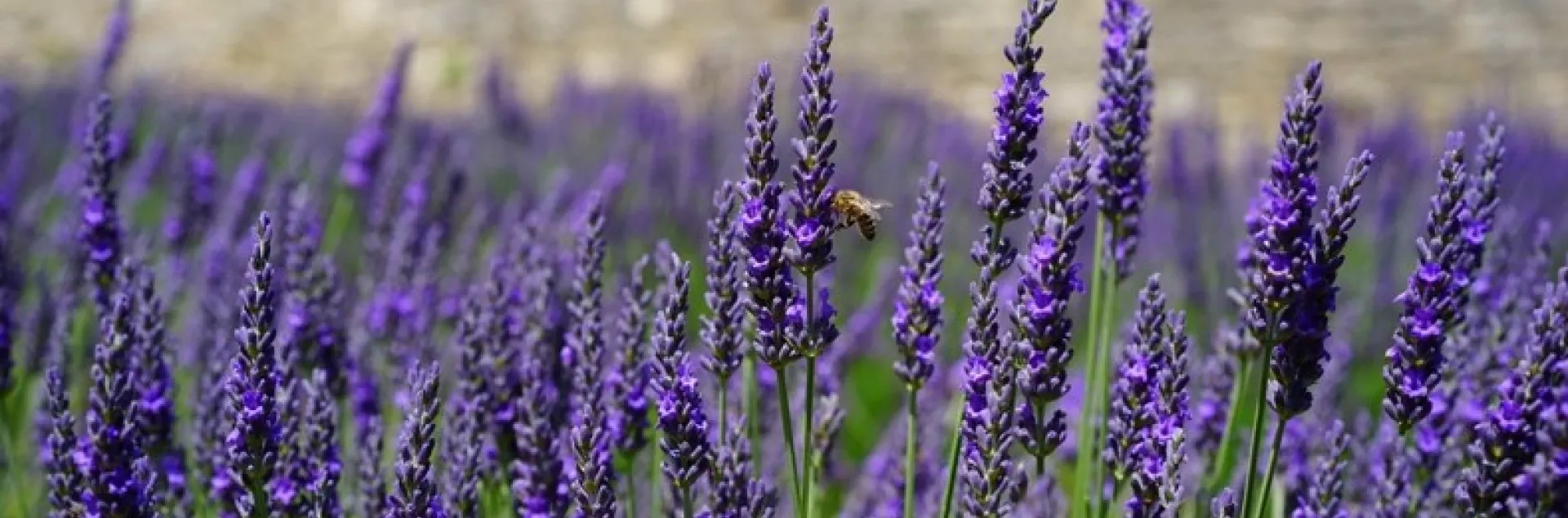 purple blooming lavender growing densely