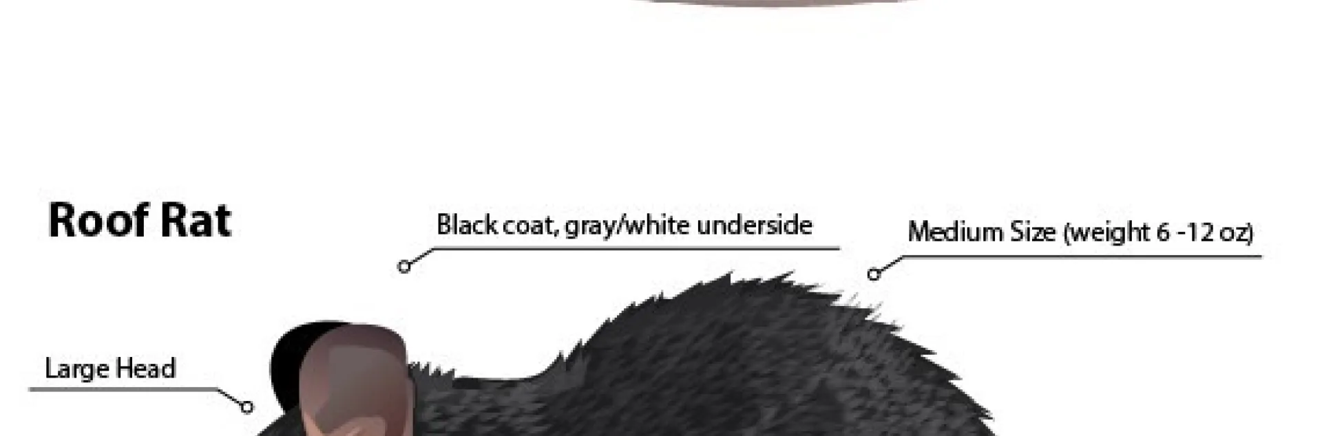 rat image