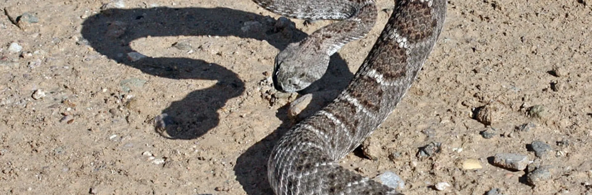 rattlesnake ready to strike
