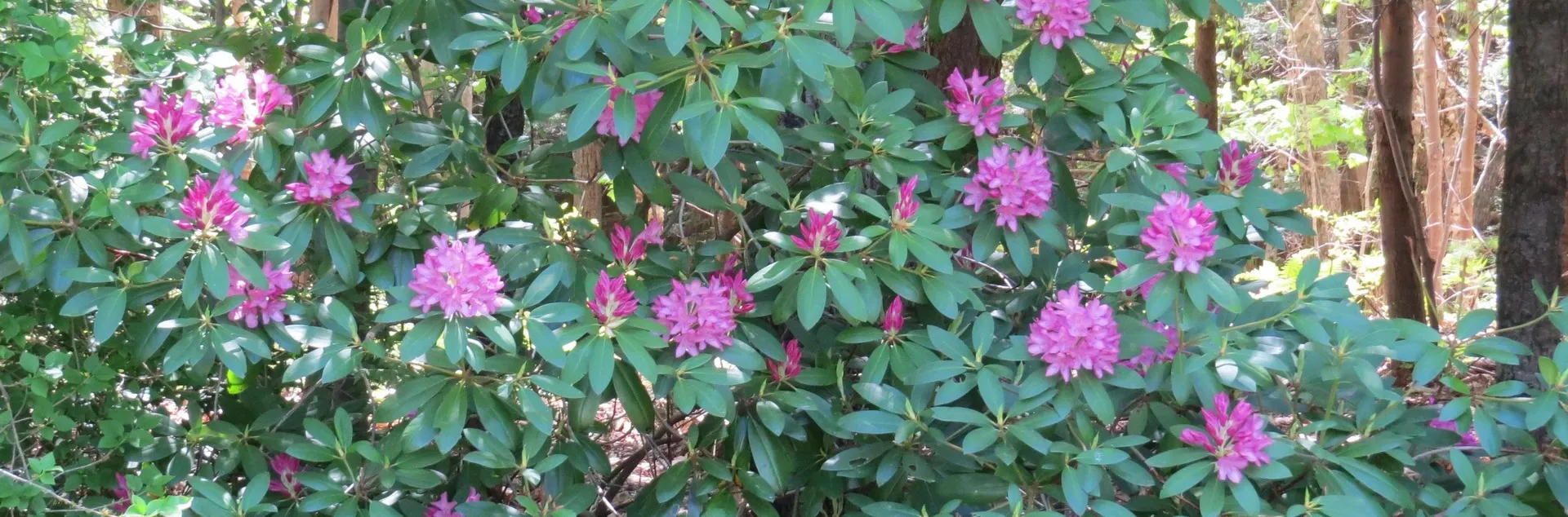 Rhododendron bush