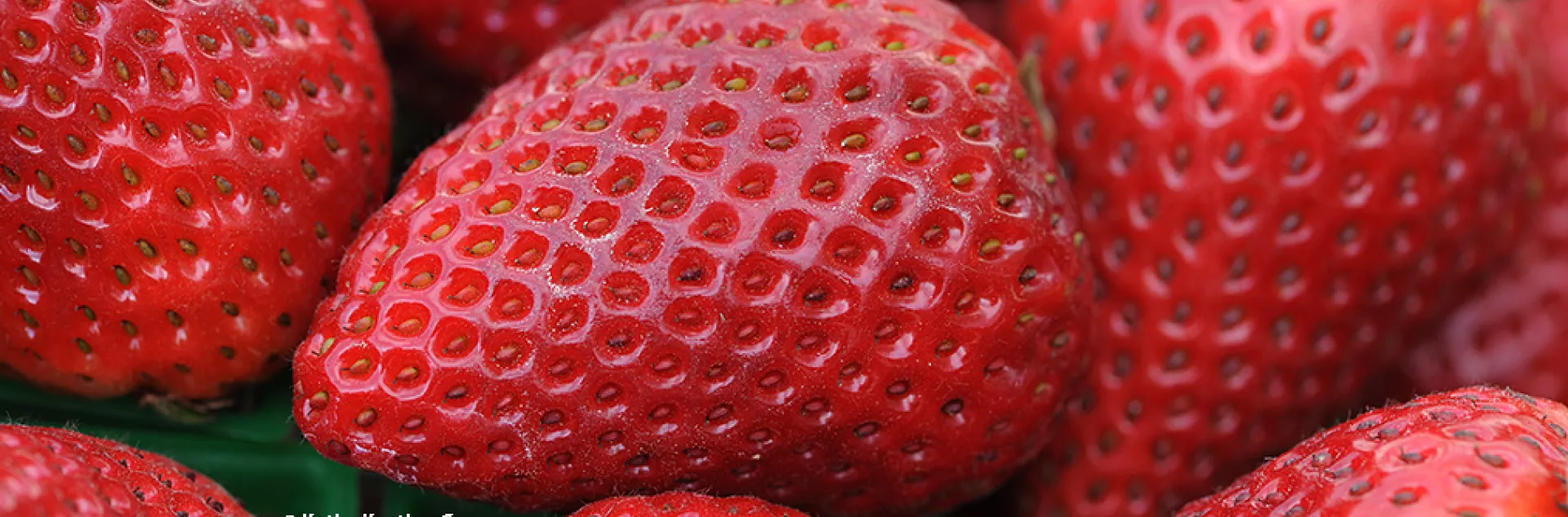 Bright red strawberries