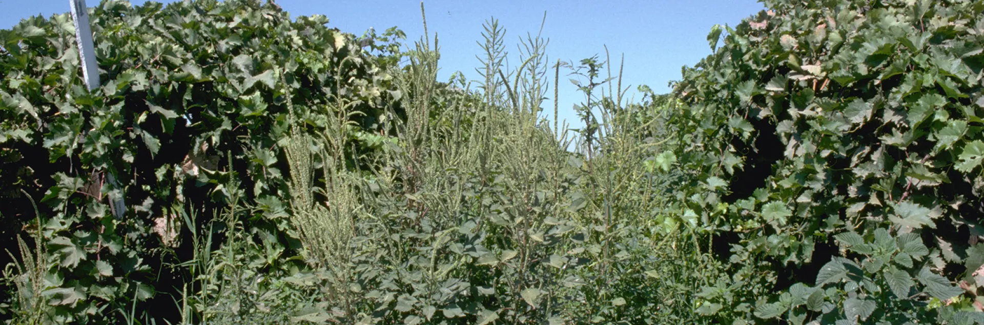 Heavy infestation of weeds in between two rows of grapevines.
