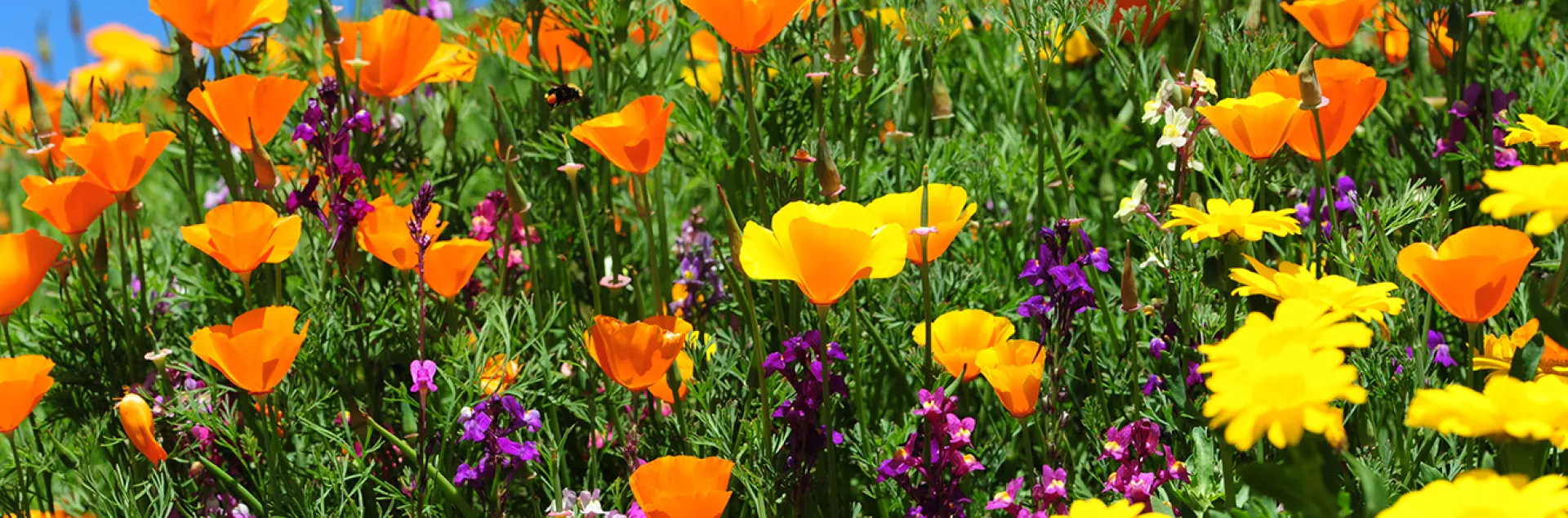 A patch of wildflowers
