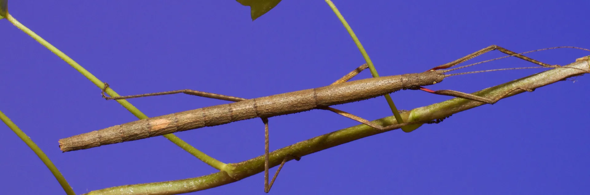 A long, slender, light brown insect that resembles a stick walking on a tree branch.