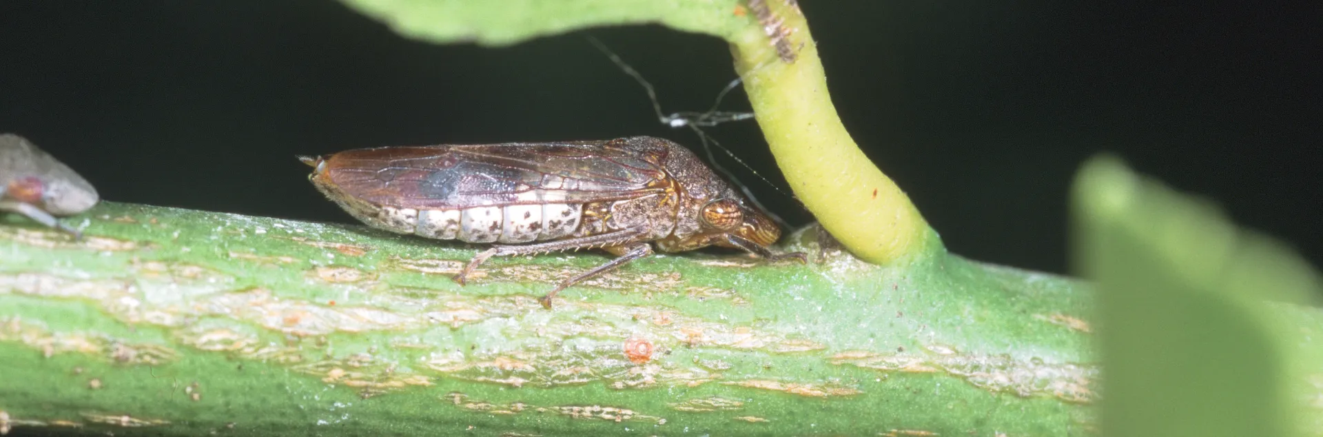 Glassy-winged sharpshooter adult and (out-of-focus) nymph on green lemon twig. 