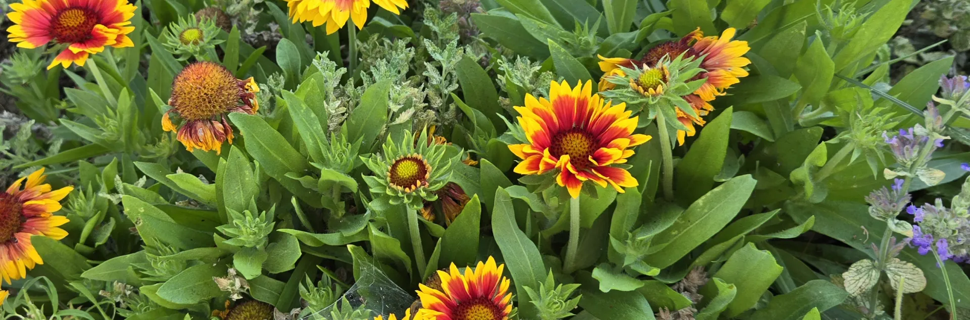 Orange gaillardia, lavendar catmint and lambs ear in garden.