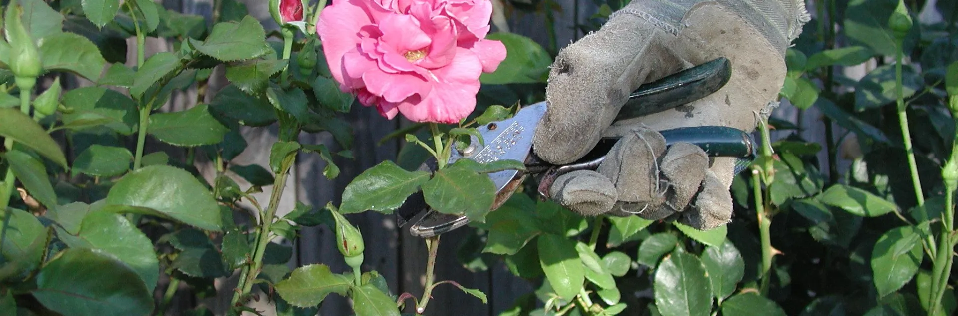 Pruning out old roses with bypass pruners.