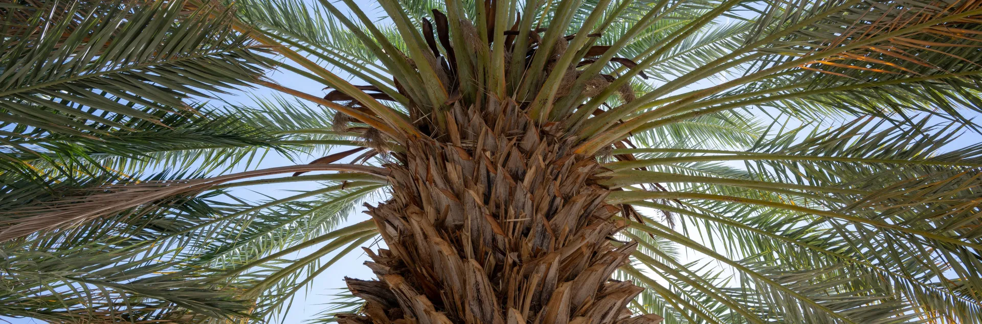 Green feathery leaves surrounding base of large tree with single trunk.